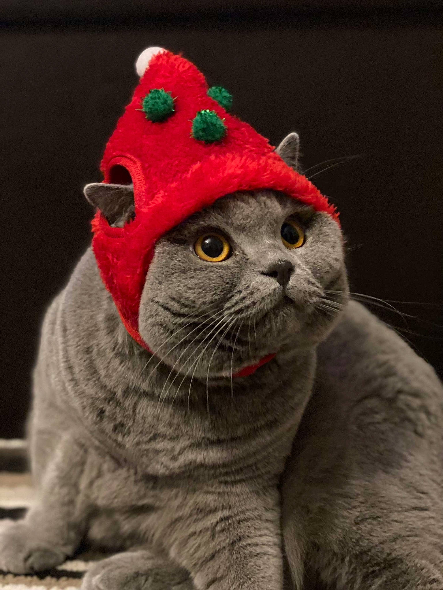 Agnes is registered to the contest to win money with this photo: cap, carmine, carnivore, cat, chartreux, costume_hat, domestic_short_haired_cat, felidae, fictional_character, fur, grey, mammal, photo_caption, russian_blue, small_to_medium_sized_cats, snout, tail, terrestrial_animal, vertebrate, whiskers