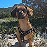 adventure, animal, blue_sky, brown_dog, canine, daytime, dog, grass, harness, hill, nature, outdoor, pet, plants, portrait, sand, small_dog, standing, sunlight, tree