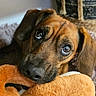 animal, basket, bedroom, brown_dog, carpet, close_up, cozy, curious, cute, dog, domestic_animal, ears, fur, indoor, looking_up, pet, plush_toy, puppy, snout, toy