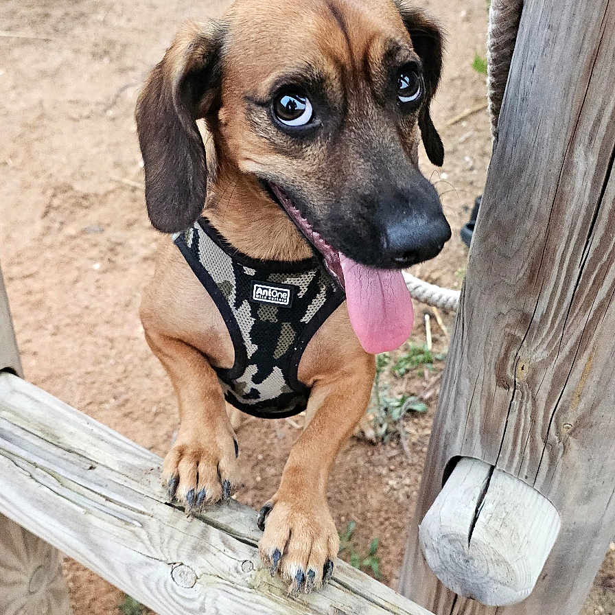 Woody