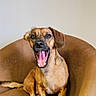 animal, armchair, brown_dog, canine, companion, cute, dog, domestic, ears, furniture, happy, indoor, paw, pet, seated, short_hair, snout, tail, tongue_out, yawning