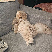 Asher is registered to the contest to win money with this photo: cat, persian_cat, fluffy, beige, pet, animal, indoor, couch, furniture, relaxed, sleeping, paws, tail, living_room, cozy, home, resting, cute, domestic_cat, feline