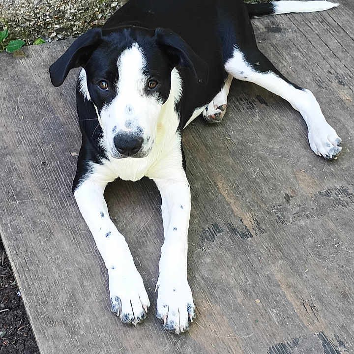 Cow Doggie Betts is registered to the contest to win money with this photo: animal, black_and_white, canine, curious, daylight, dog, ears_down, face, home, looking_at_camera, lying_down, nature, outdoor, paws, pet, porch, relaxed, spots, tail, wooden_floor