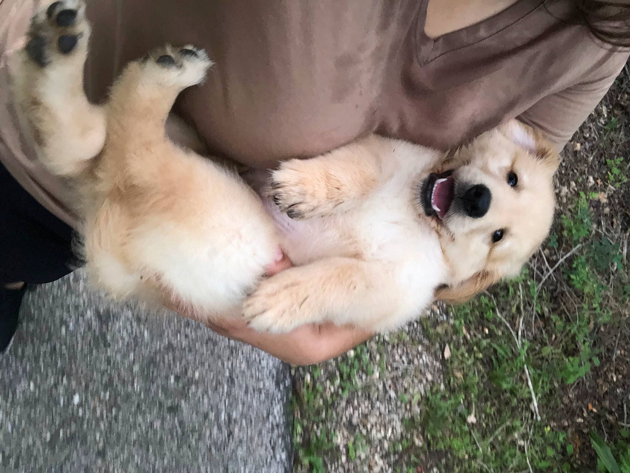 Milo Rios joined the competition — help win amazing prizes! canidae, carnivore, companion_dog, dog, dog_breed, fawn, labrador_retriever, livestock_guardian_dog, mammal, paw, puppy, puppy_love, retriever, sporting_group, vertebrate