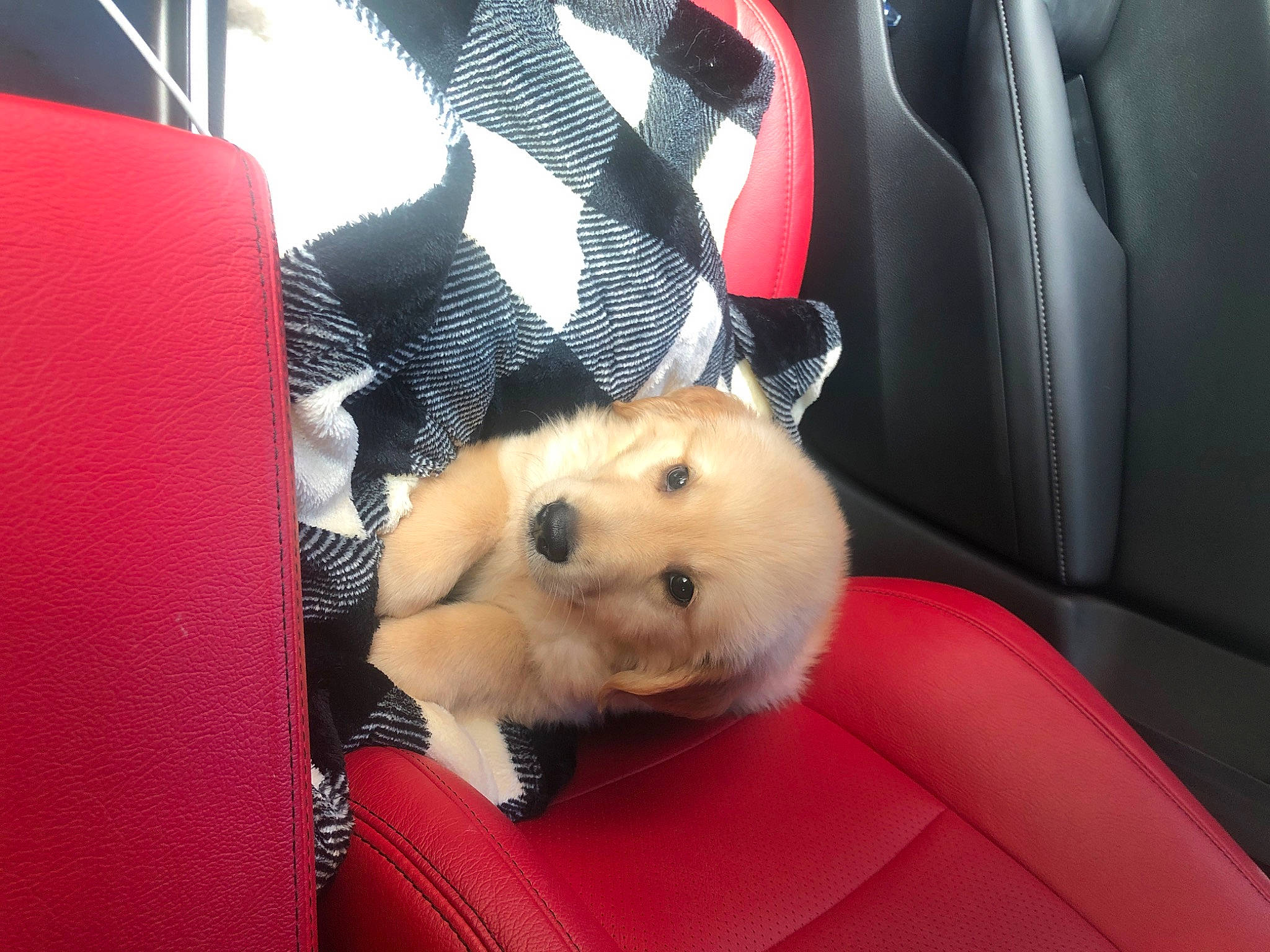 Milo Rios is registered to the contest to win money with this photo: canidae, car, car_seat, carnivore, chow_chow, companion_dog, dog, dog_breed, fawn, mammal, non_sporting_group, pomeranian, puppy, snout, spitz, sporting_group
