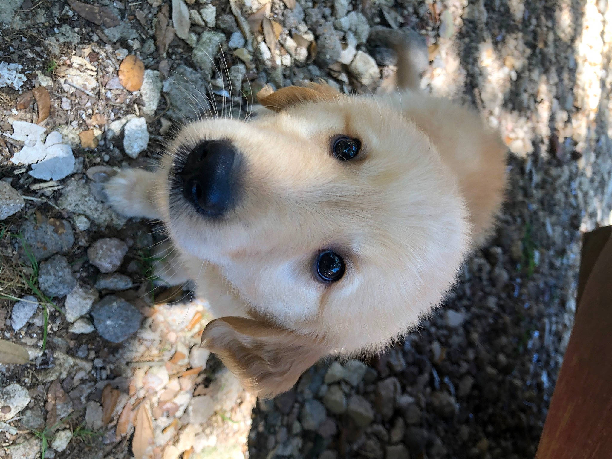 Milo Rios joined the competition — help win amazing prizes! akbash_dog, canidae, carnivore, dog, dog_breed, fawn, korean_jindo_dog, livestock_guardian_dog, mammal, maremma_sheepdog, rare_breed_dog, retriever, snout, sporting_group, vertebrate