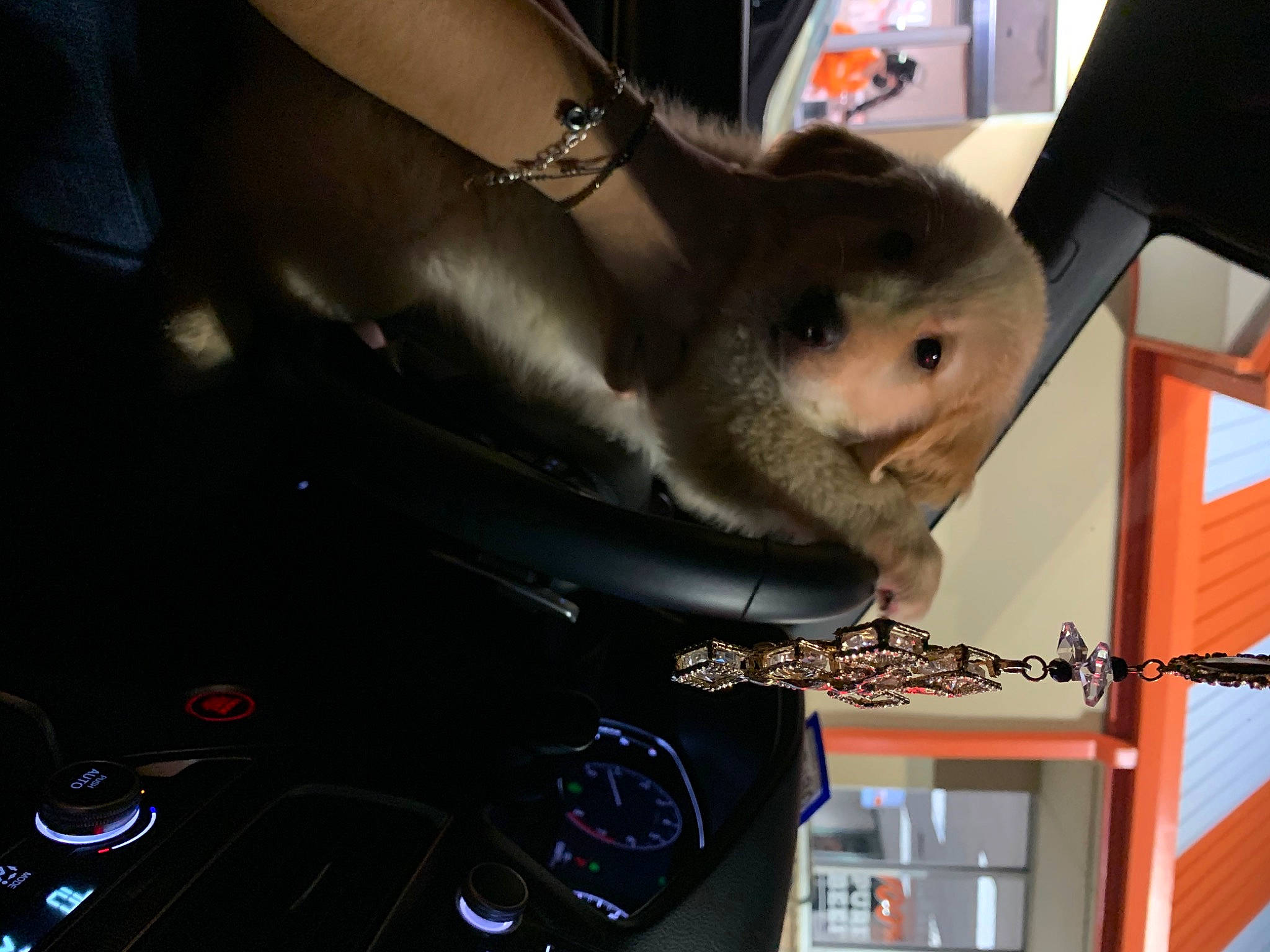 Milo Rios joined the competition — help win amazing prizes! fawn