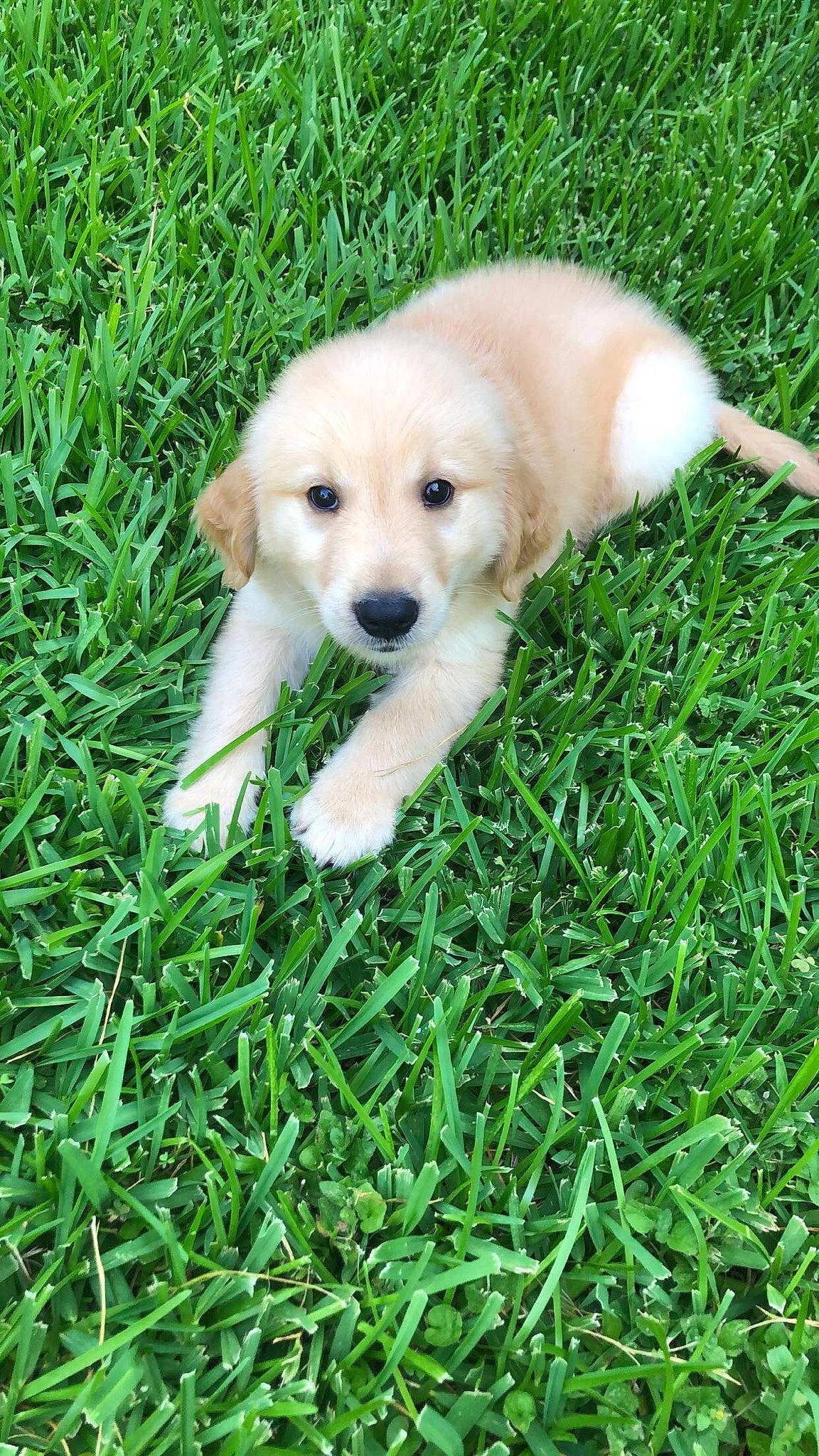 Milo Rios joined the competition — help win amazing prizes! akbash_dog, beagador, canidae, carnivore, companion_dog, dog, dog_breed, fawn, golden_retriever, grass, labrador_retriever, mammal, puppy, rare_breed_dog, retriever, small_greek_domestic_dog, sporting_group, vertebrate