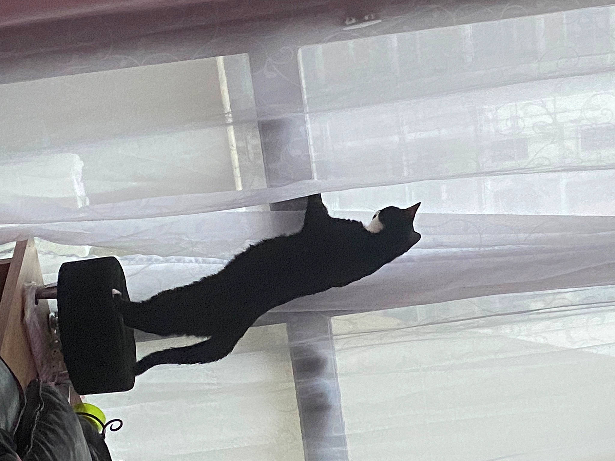 Satan participe au concours pour gagner de l'argent avec cette photo : automotive_exterior, boot, carnivore, cat, felidae, floor, flooring, glass, grey, hardwood, human_leg, outdoor_shoe, shadow, small_to_medium_sized_cats, tail, tints_and_shades, vehicle_door, walking_shoe, window, wood