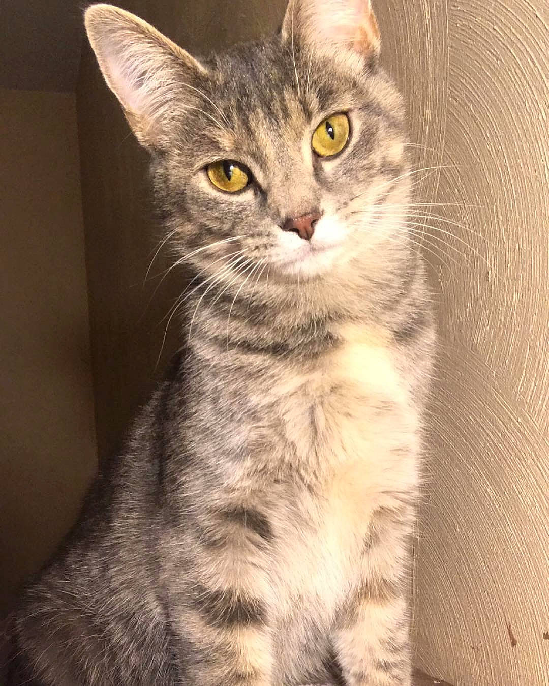 Kitten joined the competition — help win amazing prizes! carnivore, cat, claw, curious, domestic_short_haired_cat, eye, felidae, fur, head, paw, small_to_medium_sized_cats, snout, tail, terrestrial_animal, whiskers, wildlife, window