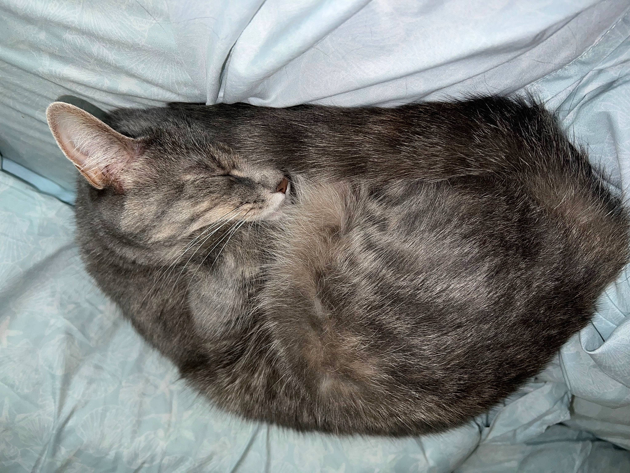 Kitten joined the competition — help win amazing prizes! carnivore, cat, claw, comfort, domestic_short_haired_cat, felidae, fur, grey, nap, paw, sleep, small_to_medium_sized_cats, snout, tail, terrestrial_animal, whiskers