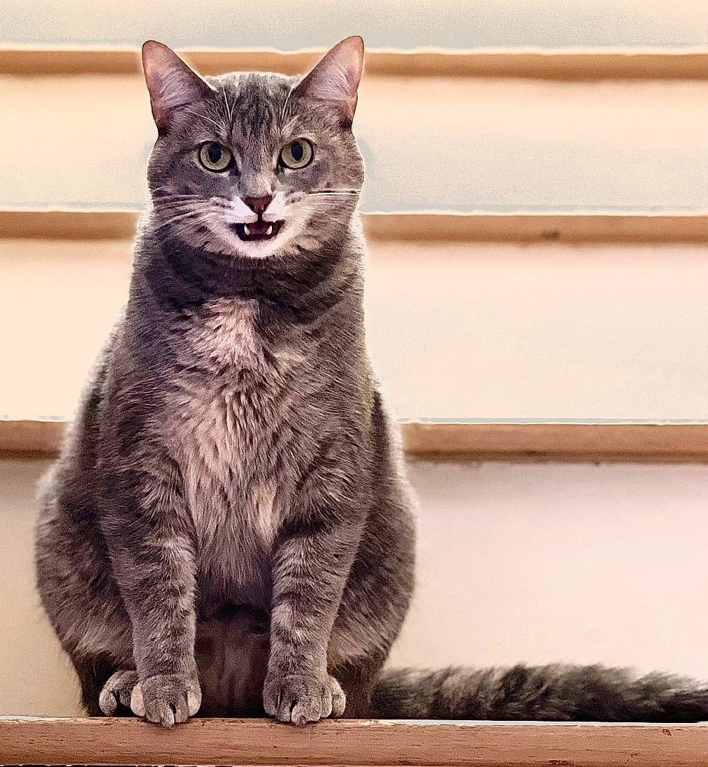 Kitten joined the competition — help win amazing prizes! carnivore, cat, claw, domestic_short_haired_cat, felidae, fur, grey, monochrome, monochrome_photography, paw, sitting, small_to_medium_sized_cats, snout, tail, terrestrial_animal, whiskers, window, wood