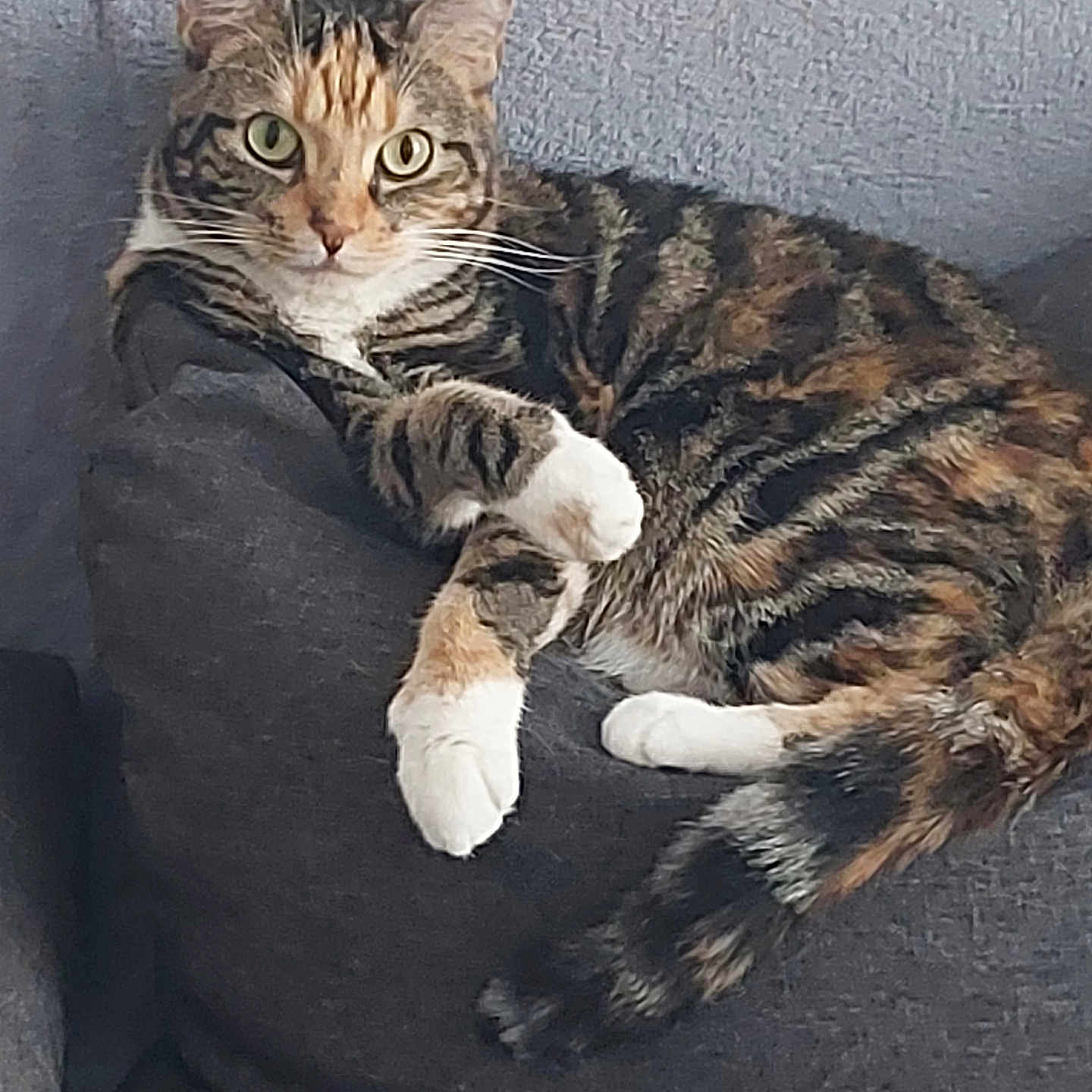 Lionne participe au concours pour gagner de l'argent avec cette photo : abyssinian, animal, beanbag, blanket, cat, chair, couch, cushion, egyptiancat, furniture, homedecor, kitten, manx, ocelot, person, pet, sleeping