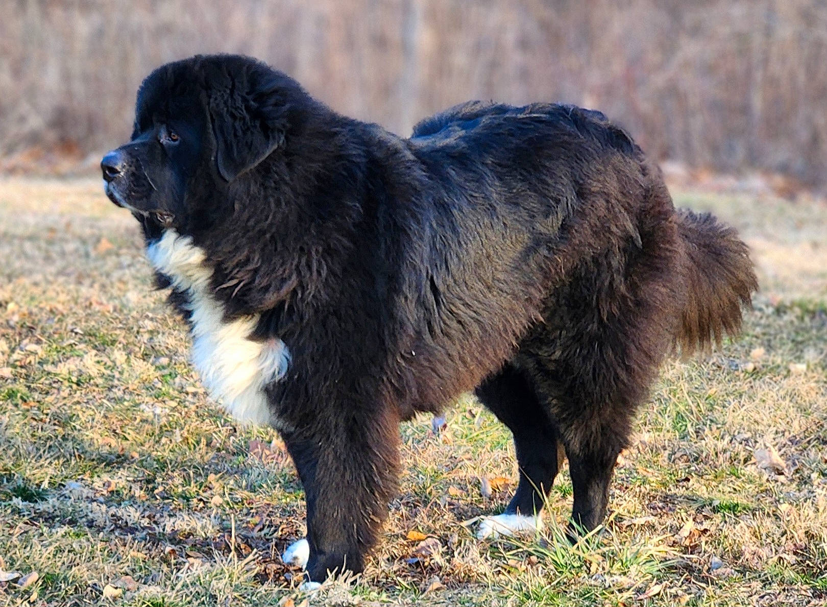 Bochephus is registered to the contest to win money with this photo: automotive_tire, canidae, carnivore, caucasian_shepherd_dog, companion_dog, dog, dog_breed, fur, gaddi_kutta, grass, grassland, newfoundland, snout, soil, sporting_group, tail, terrestrial_animal, wildlife, working_animal, working_dog