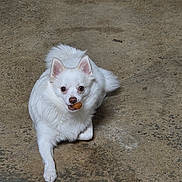 Snowball joined the competition — help win amazing prizes! alert, animal, canine, companion, concrete, cute, dog, ears_up, floor, fur, indoor, looking_at_camera, lying_down, mouth, pet, playful, small_dog, snack, treat, white_dog