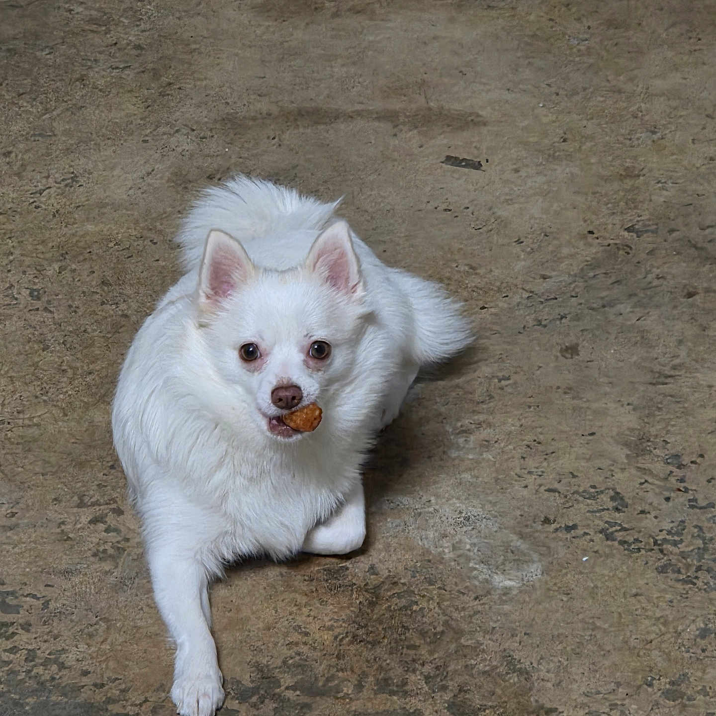 Snowball