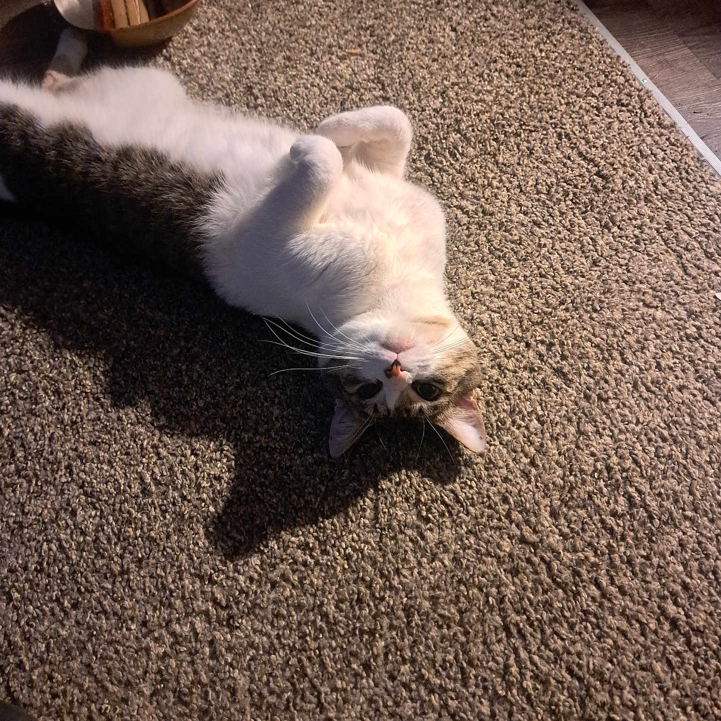 Smokey