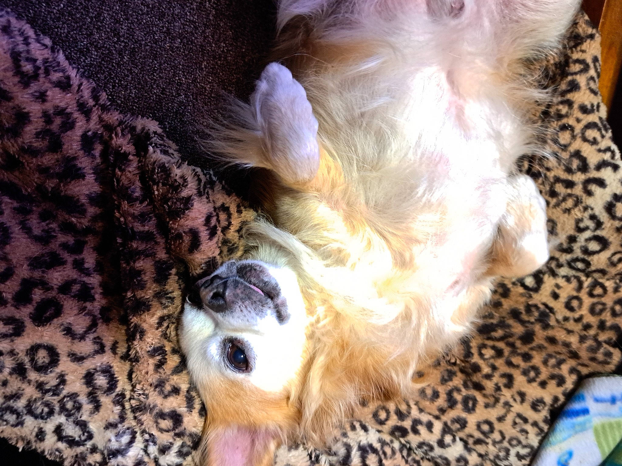 Minner is registered to the contest to win money with this photo: canidae, carnivore, cavalier_king_charles_spaniel, cocker_spaniel, companion_dog, dog, dog_breed, dog_supply, fawn, fur, paw, puppy_love, snout, spaniel, sporting_group, sunglasses, terrier, toy_dog, whiskers, working_animal