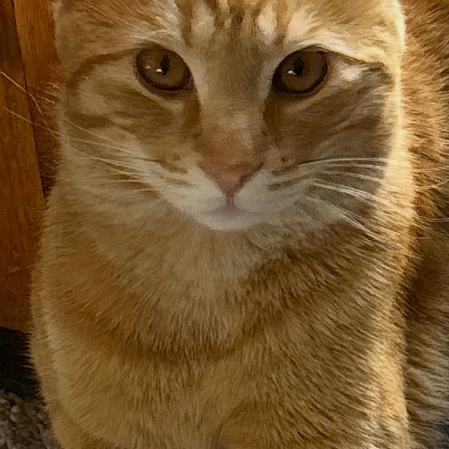 Thomas