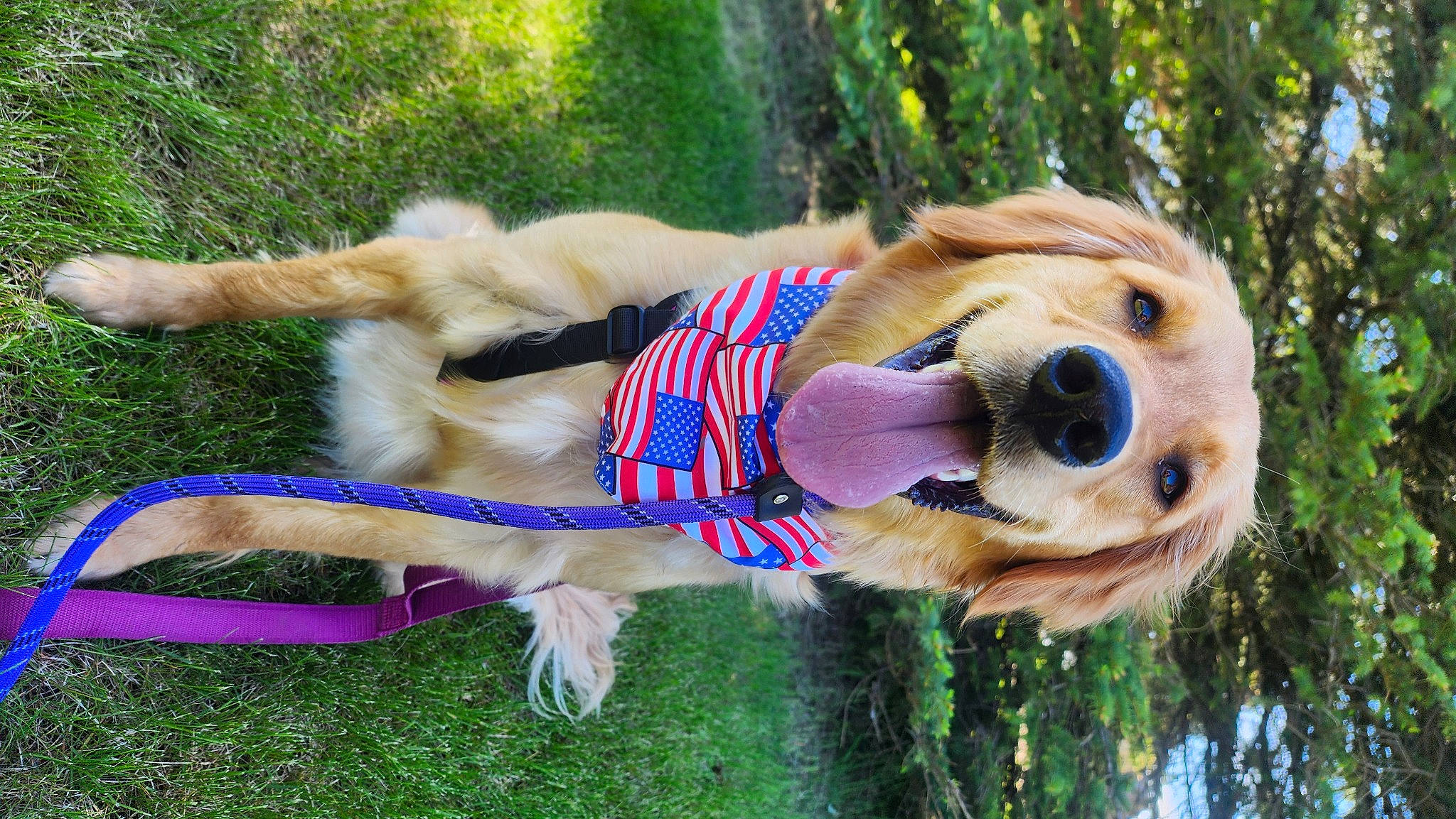 Sophie is registered to the contest to win money with this photo: canidae, carnivore, collar, companion_dog, dog, dog_breed, dog_clothes, dog_collar, dog_supply, eyewear, fawn, fur, grass, leash, pet_supply, plant, snout, sporting_group, tail, tree