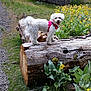Paisley joined the competition — help win amazing prizes! dog, white_dog, curly_fur, pink_harness, log, fallen_tree, wildflowers, yellow_flowers, green_leaves, grass, gravel_path, outdoor, nature, smiling_dog, canine, pet, animal, summer, daylight, forest