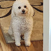 Paisley joined the competition — help win amazing prizes! animal, companion, cozy, curious, curly_hair, cute, dog, domestic, floor, fluffy, friendly, home, indoor, looking, pet, rug, sitting, small_dog, white, wooden_floor