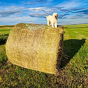 Paisley joined the competition — help win amazing prizes! dog, hay_bale, field, grass, clouds, sky, sunlight, shadow, outdoor, rural, farm, nature, animal, pet, white_dog, fluffy, summer, landscape, photography, daytime