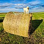 dog, hay_bale, field, grass, clouds, sky, sunlight, shadow, outdoor, rural, farm, nature, animal, pet, white_dog, fluffy, summer, landscape, photography, daytime