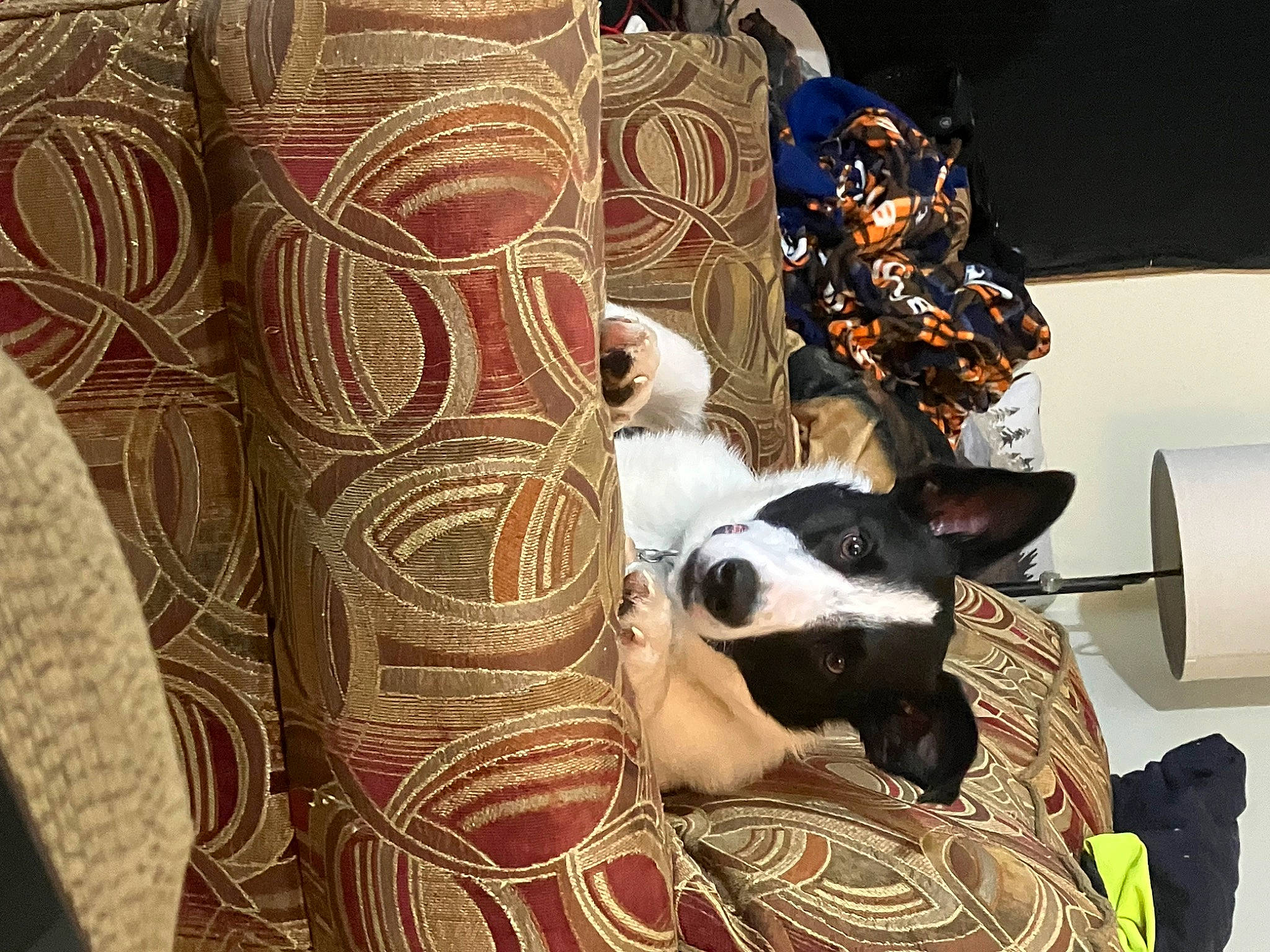 Gizmo is registered to the contest to win money with this photo: art, bedding, canidae, carnivore, comfort, companion_dog, dog, dog_breed, dog_supply, fawn, felidae, fur, linens, pattern, room, sporting_group, textile, whiskers, window, working_animal