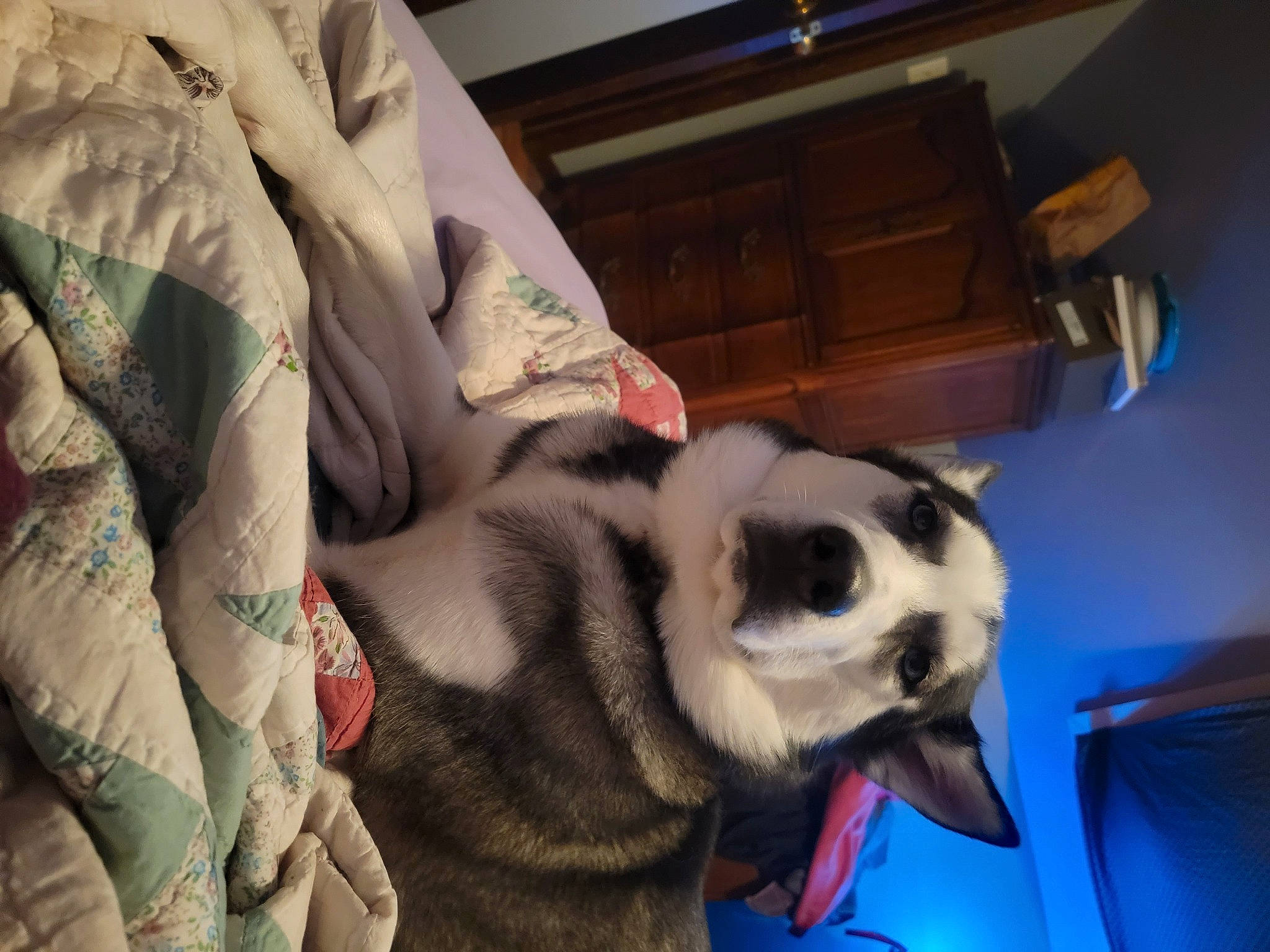 Appa joined the competition — help win amazing prizes! blue, cabinetry, canidae, carnivore, comfort, companion_dog, dog, dog_breed, fawn, felidae, foot, fur, linens, paw, remote_control, small_to_medium_sized_cats, snout, sporting_group, tail, whiskers