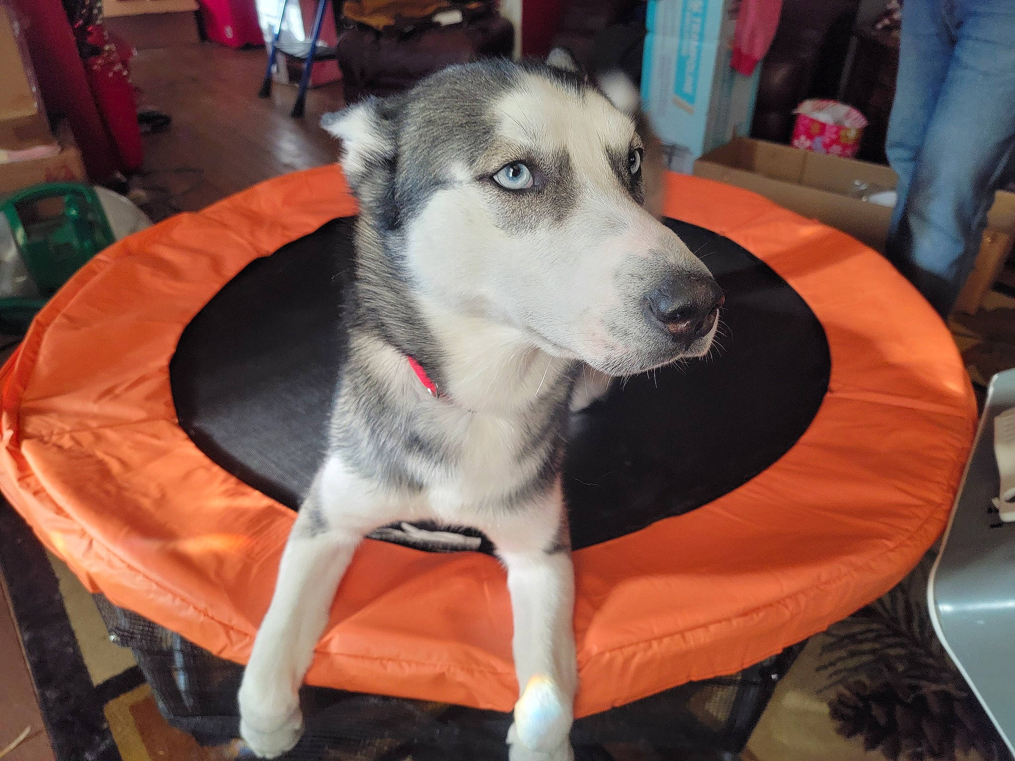 Appa joined the competition — help win amazing prizes! ancient_dog_breeds, canis, carnivore, chair, companion_dog, denim, dog, dog_breed, flooring, fur, furniture, non_sporting_group, pet_supply, sled_dog, snout, sporting_group, terrestrial_animal, working_animal, working_dog