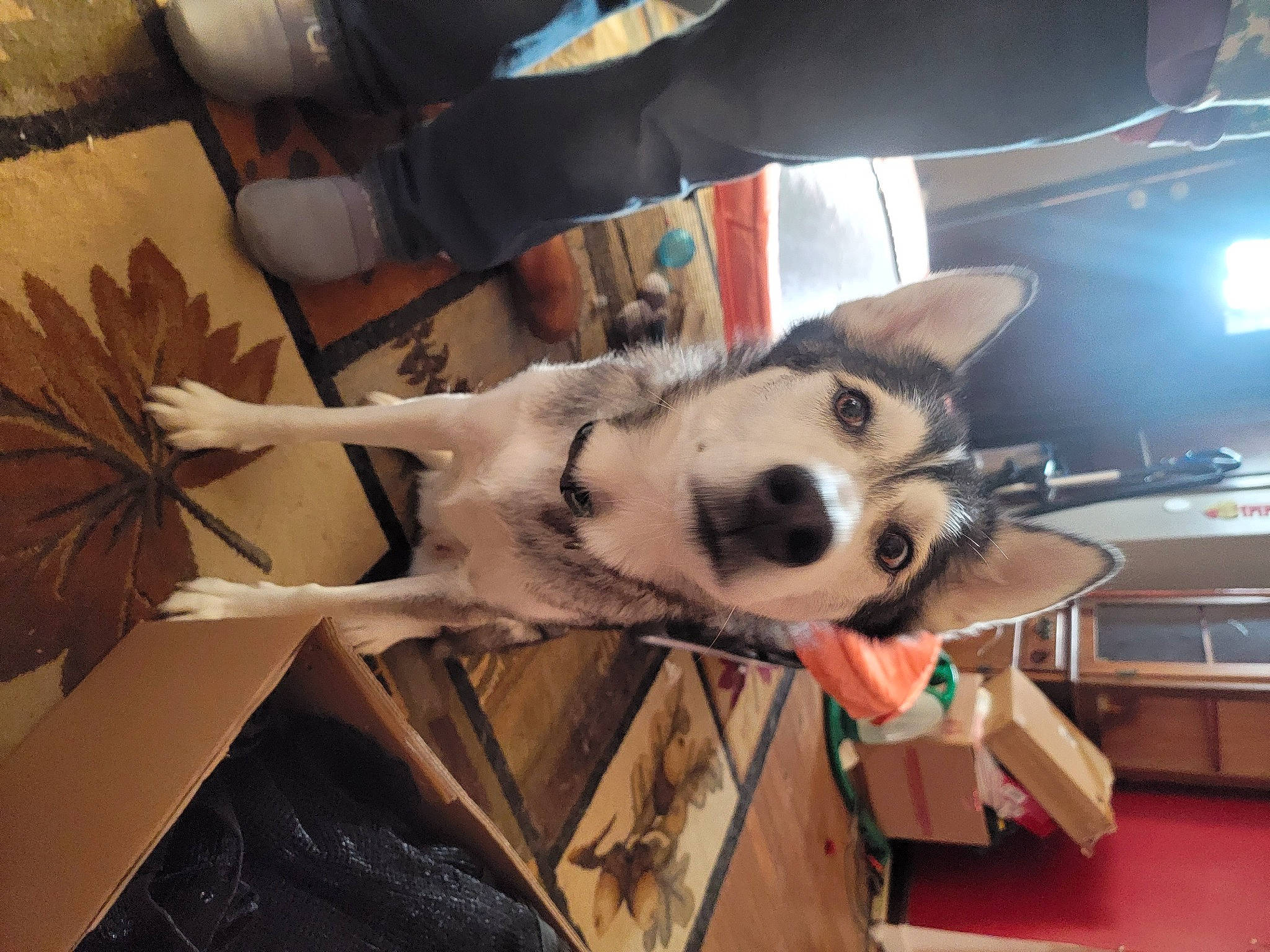 Akira joined the competition — help win amazing prizes! canidae, carnivore, chair, companion_dog, dog, dog_breed, fawn, flooring, fur, non_sporting_group, paw, snout, sporting_group, terrestrial_animal, whiskers, wood, working_animal