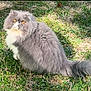 cat, persian_cat, fluffy, gray_cat, white_fur, amber_eyes, grass, outdoor, sunlight, pet, animal, feline, nature, sitting, cute, domestic_cat, whiskers, tail, garden, portrait