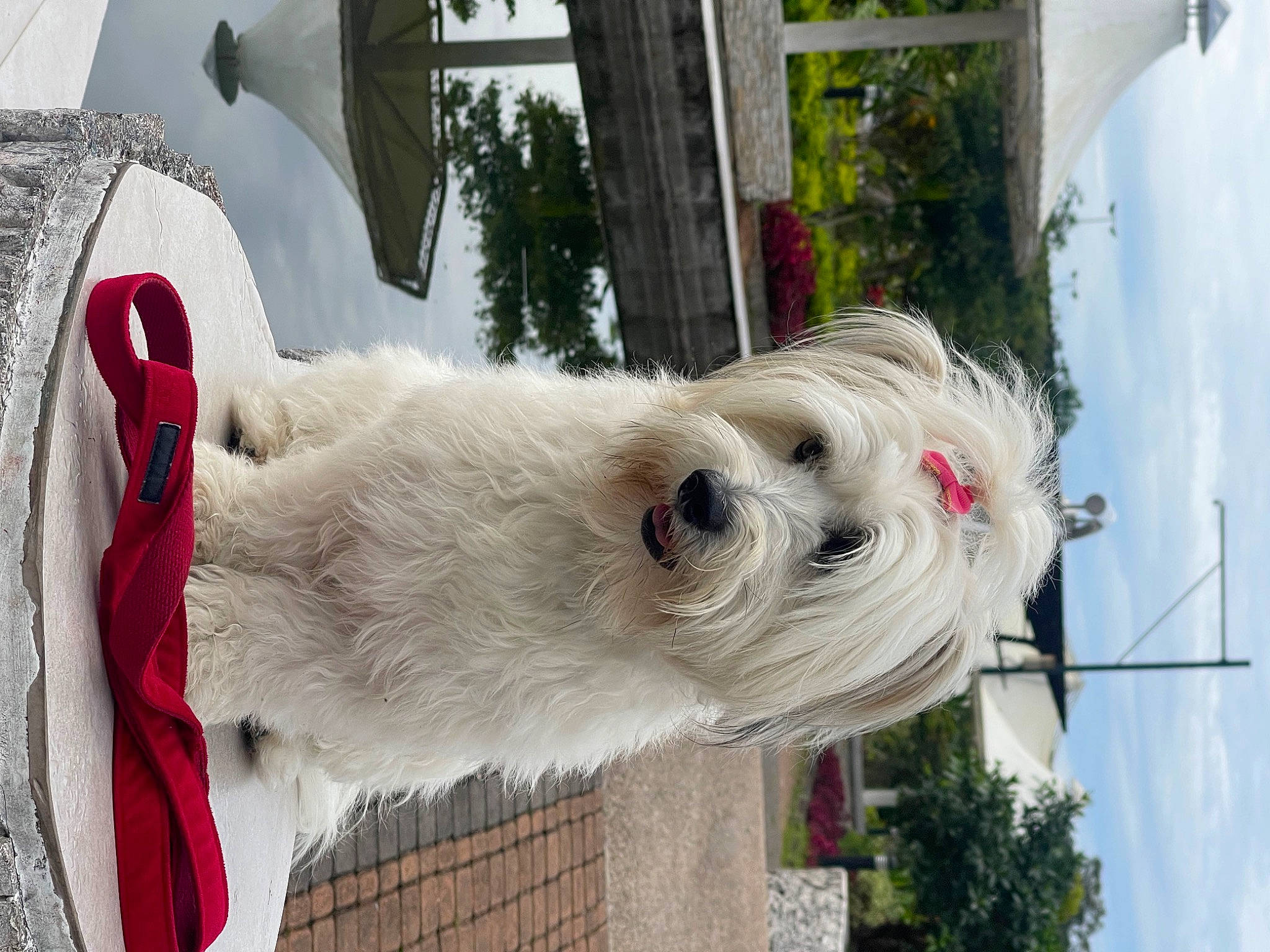 Princesa is registered to the contest to win money with this photo: canidae, carnivore, cloud, collar, companion_dog, dog, dog_breed, dog_collar, event, fawn, giant_dog_breed, plant, sky, snout, sporting_group, terrier, tree, white, window, working_animal