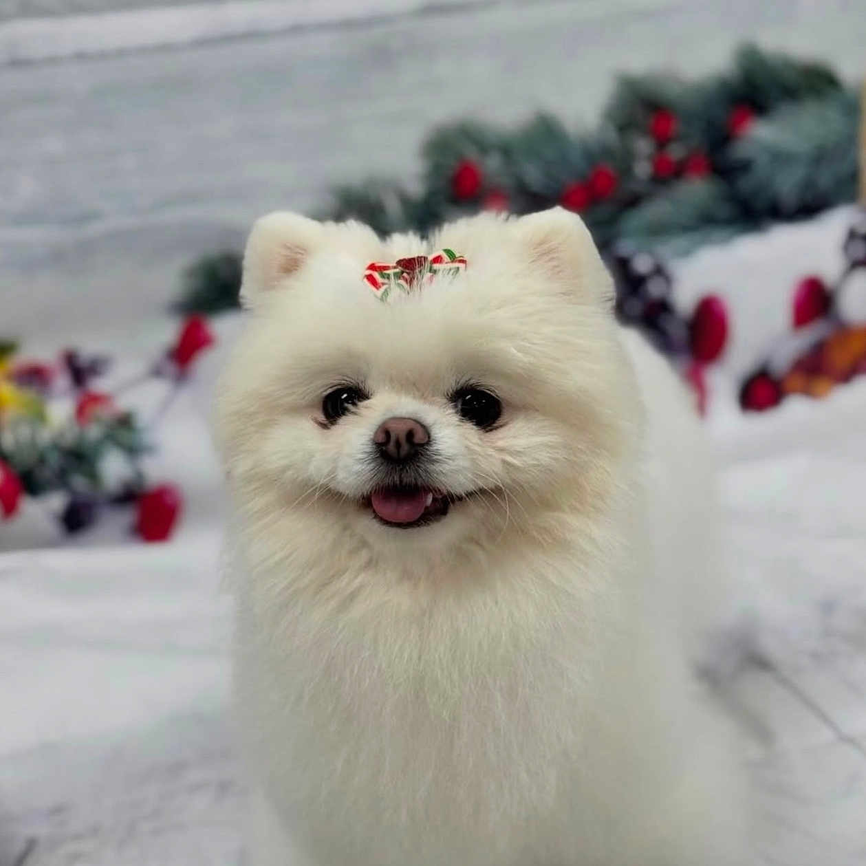 Bella is registered to the contest to win money with this photo: adorable, animal, blurred_background, bow, christmas, companion, cute, dog, festive, fluffy, holiday_decorations, indoor, pet, pomeranian, small_dog, smiling, standing, tongue_out, white_fur, wooden_floor