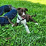 dog, puppy, grass, outdoor, person, jeans, boots, leash, greenery, sunlight, nature, playing, pet, happy, tongue_out, relaxing, summer, animal, canine, casual