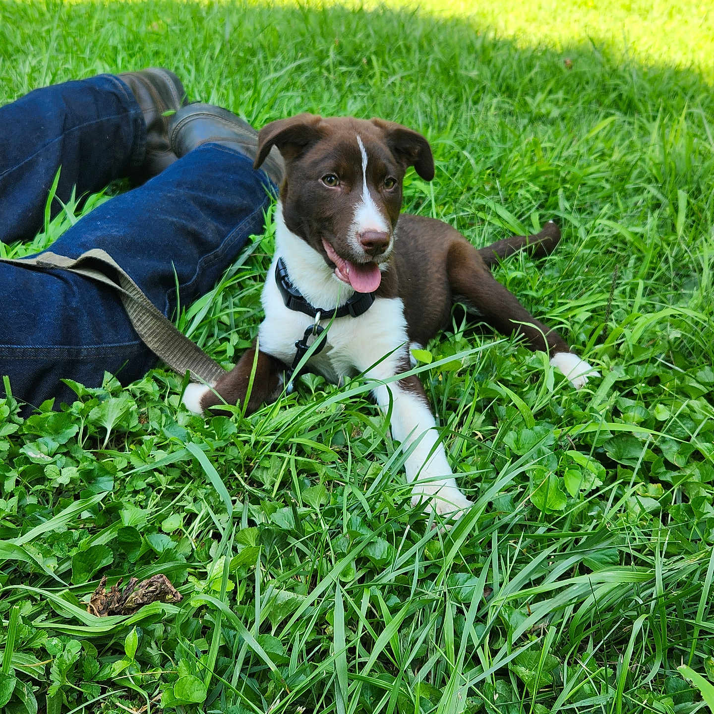 Koda is registered to the contest to win money with this photo: animal, boots, canine, casual, dog, grass, greenery, happy, jeans, leash, nature, outdoor, person, pet, playing, puppy, relaxing, summer, sunlight, tongue_out