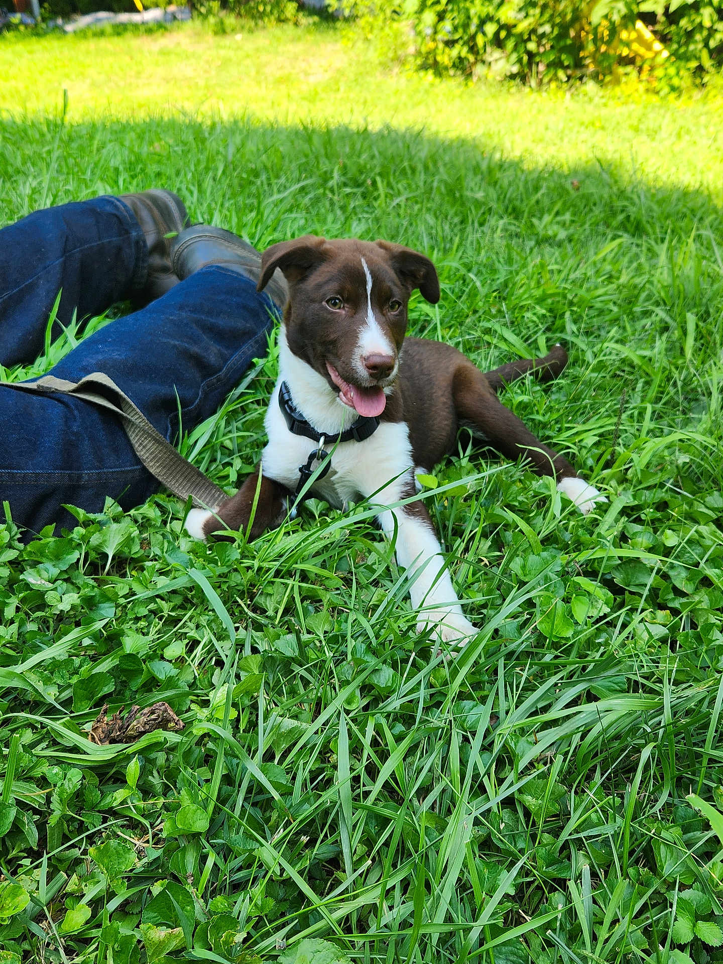 Koda is registered to the contest to win money with this photo: dog, puppy, grass, outdoor, person, jeans, boots, leash, greenery, sunlight, nature, playing, pet, happy, tongue_out, relaxing, summer, animal, canine, casual