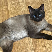 Minie participe au concours pour gagner de l'argent avec cette photo : cat, siamese_cat, blue_eyes, fur, wooden_floor, indoor, pet, animal, lying_down, relaxed, curious, whiskers, ears, tail, closeup, domestic_cat, mammal, cute, feline, portrait