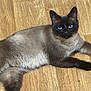 cat, siamese_cat, blue_eyes, fur, wooden_floor, indoor, pet, animal, lying_down, relaxed, curious, whiskers, ears, tail, closeup, domestic_cat, mammal, cute, feline, portrait