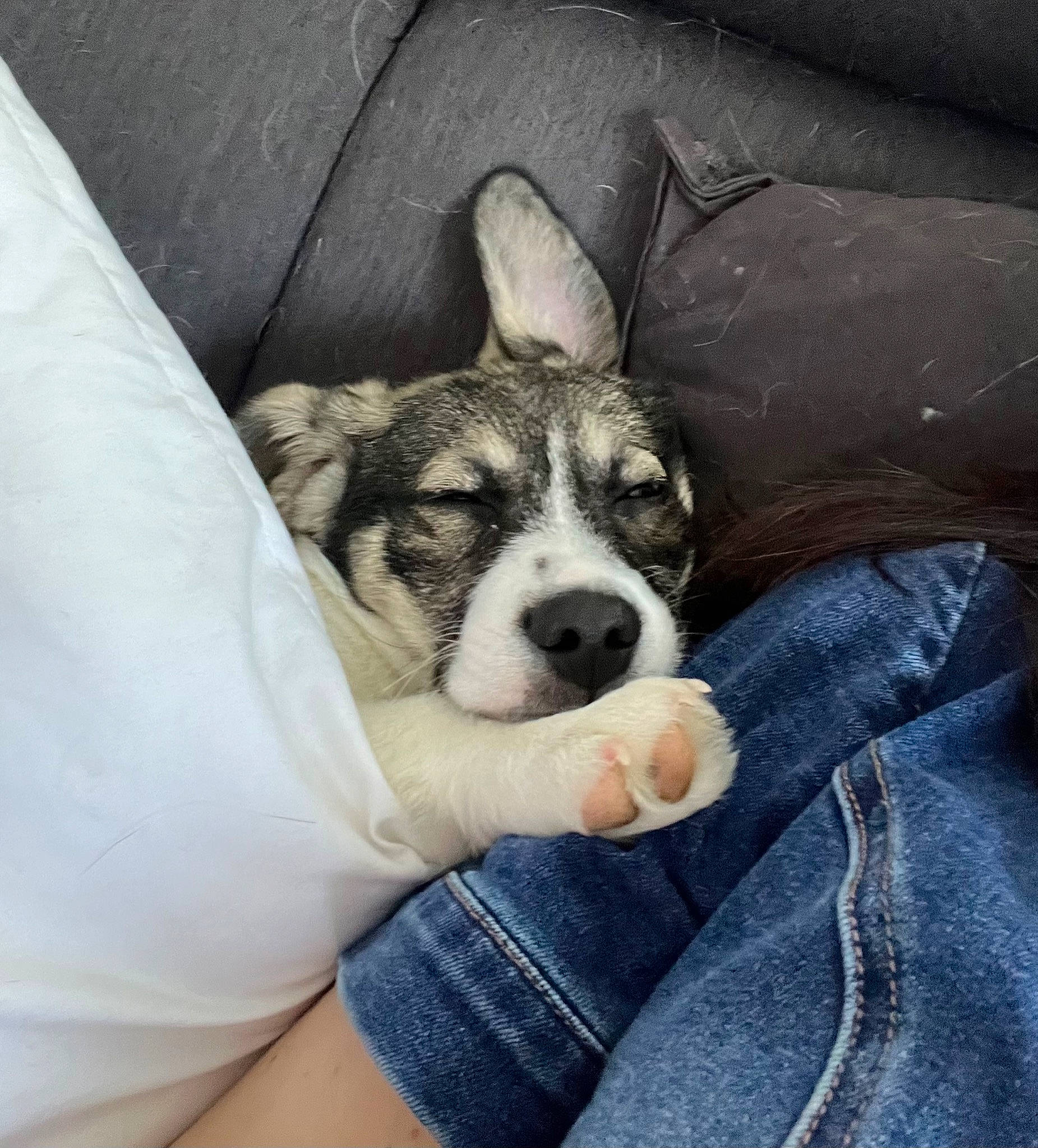 Teepee participe au concours pour gagner de l'argent avec cette photo : carnivore, comfort, companion_dog, denim, dog, dog_breed, fawn, foot, fur, herding_dog, linens, paw, sitting, snout, terrestrial_animal, toy_dog, whiskers