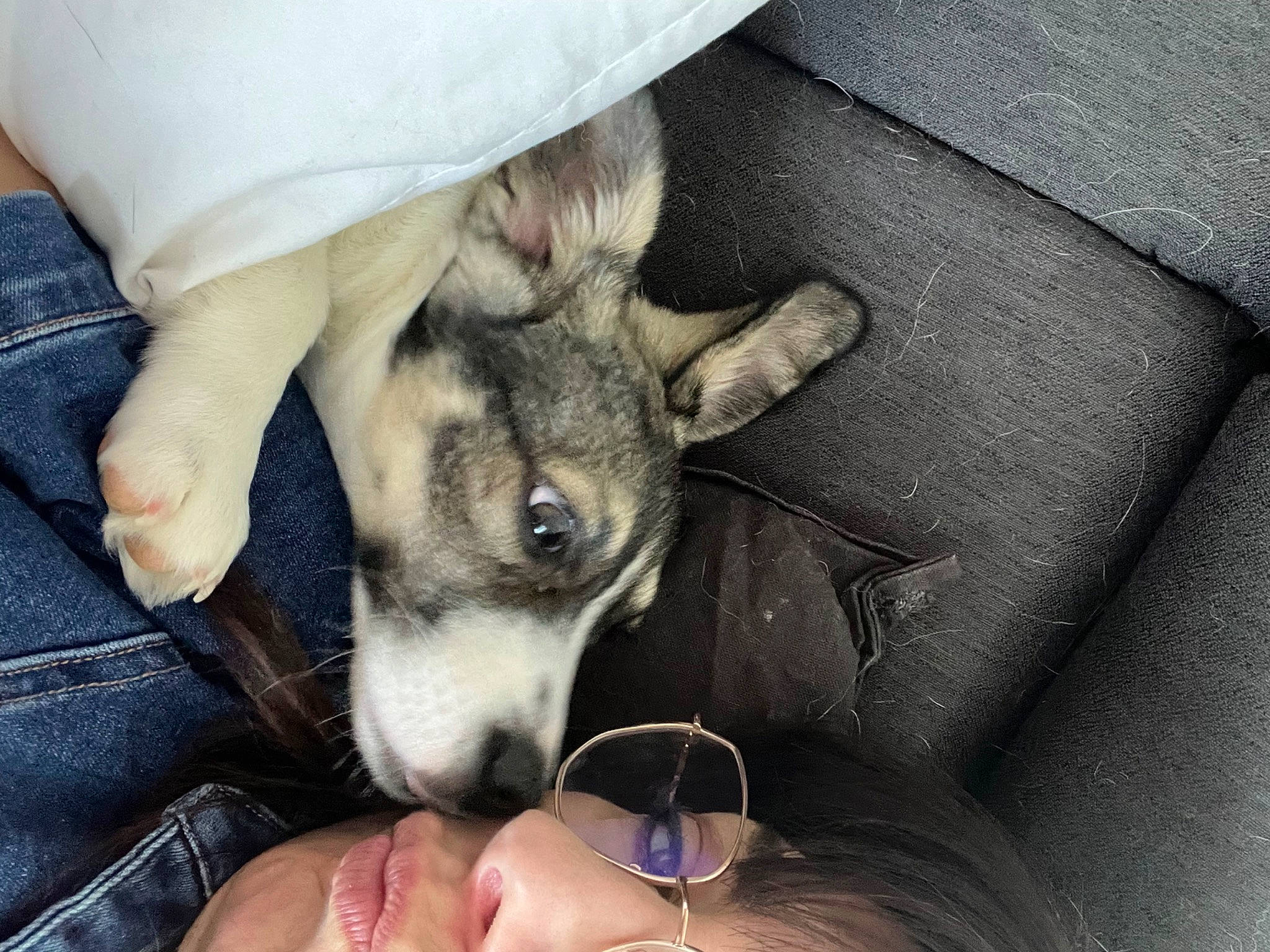 Teepee participe au concours pour gagner de l'argent avec cette photo : canidae, carnivore, comfort, companion_dog, denim, dog, dog_breed, ear, fawn, fur, human_leg, jaw, paw, sitting, snout, sporting_group, terrestrial_animal, toy_dog, whiskers, working_animal