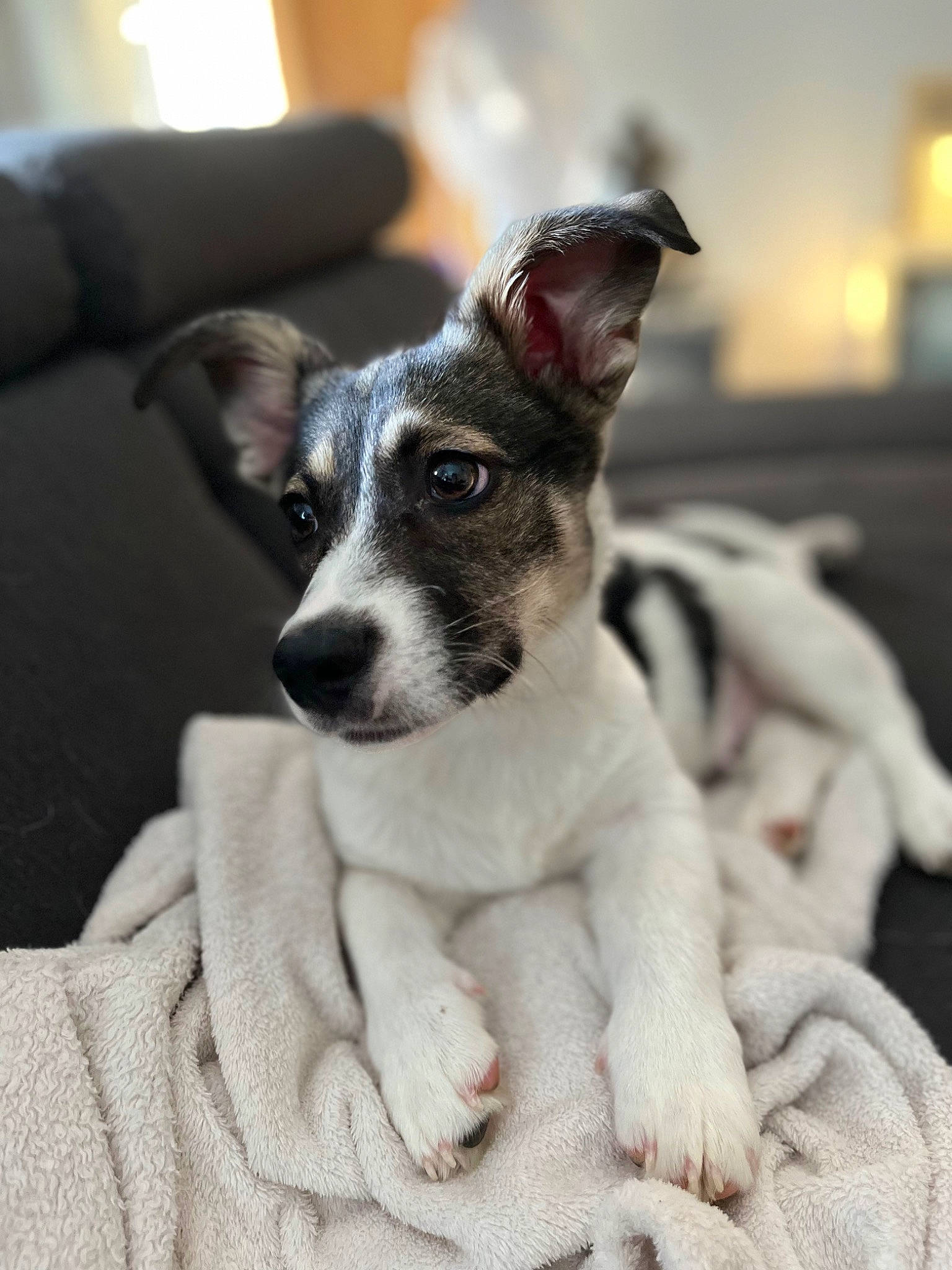 Teepee participe au concours pour gagner de l'argent avec cette photo : canidae, carnivore, comfort, companion_dog, couch, dog, dog_breed, ear, fur, grey, non_sporting_group, snout, sporting_group, terrestrial_animal, terrier, whiskers, working_animal, working_dog