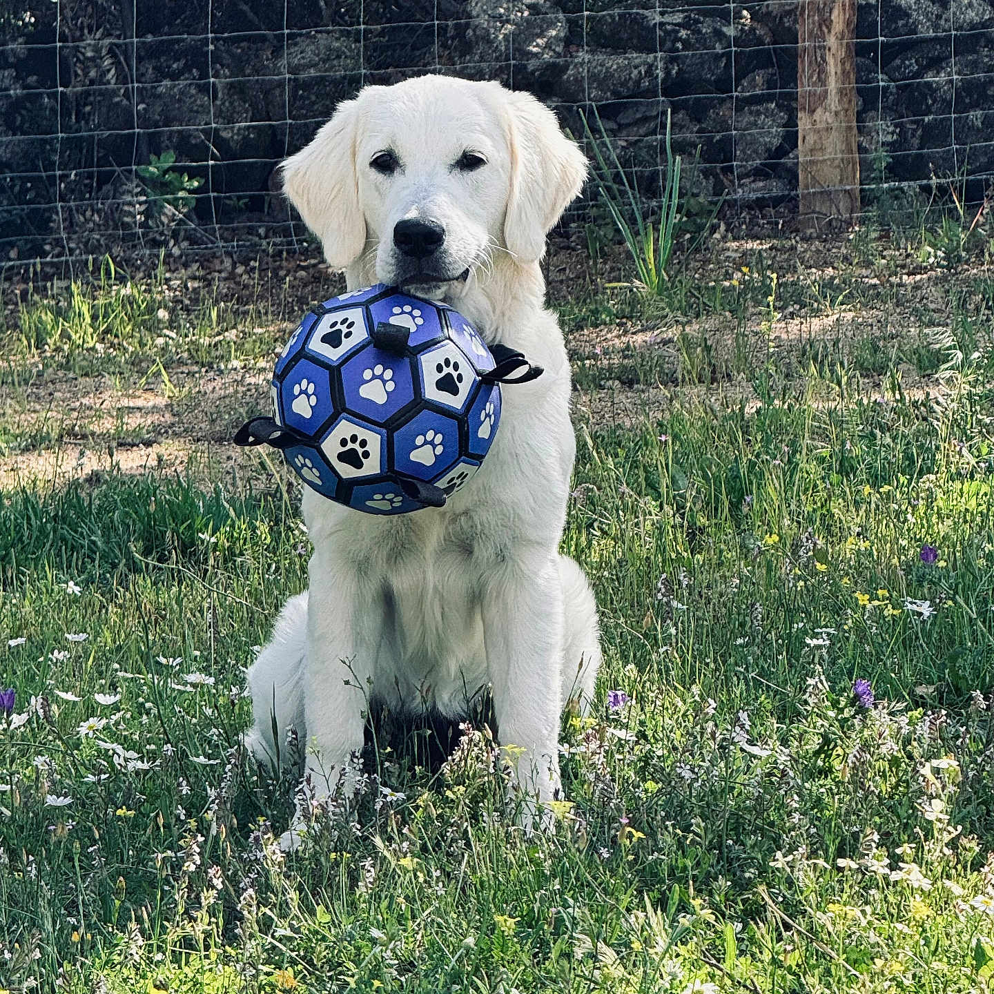 Vanille participe au concours pour gagner de l'argent avec cette photo : animal, backyard, ball, canine, dog, football, grass, nature, outdoors, pet, plant, puppy, soccer, soccerball, sphere, sport, tree, vegetation, whitedog, yard