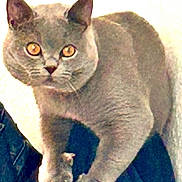 Mishmish is registered to the contest to win money with this photo: cat, gray_cat, amber_eyes, pet, animal, feline, curious, indoor, close_up, whiskers, ears, paws, fur, sitting, looking, bright_background, soft_light, domestic_cat, alert, cute