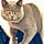 Mishmish