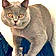 Mishmish
