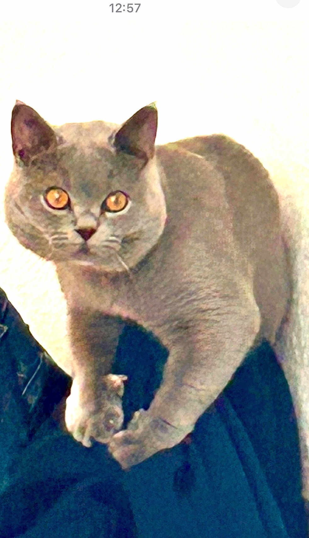 Mishmish
