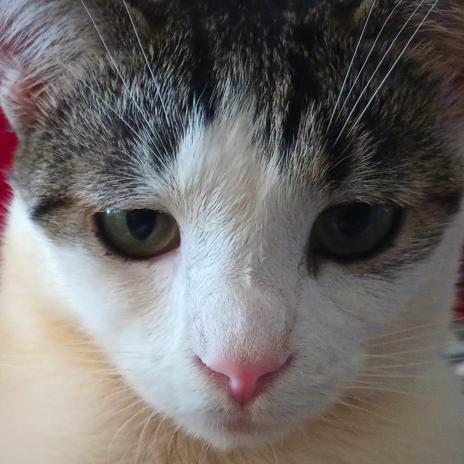 Chase is registered to the contest to win money with this photo: abyssinian, angora, animal, cat, kitten, manx, pet, siamese, snout