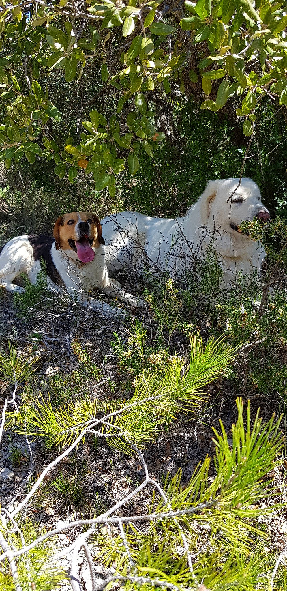 Milka participe au concours pour gagner de l'argent avec cette photo : canidae, carnivore, cavalier_king_charles_spaniel, companion_dog, dog, dog_breed, grass, jack_russell_terrier, mammal, sporting_group, vertebrate
